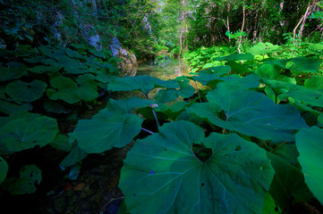 Wild Dabasnica canyon in Croatia