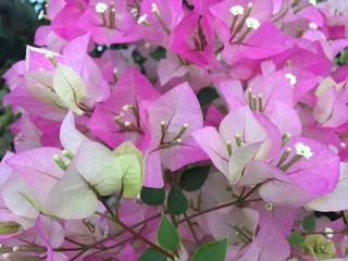 Bougainvillea flowers texture and background. White with pink flowers on tree.