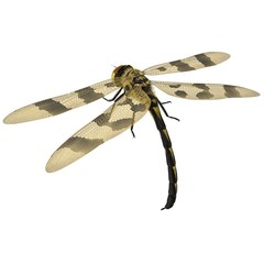 3d rendered halloween pennant dragonfly