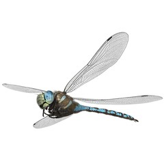 3d rendered paddle tailed darner dragonfly isolated on white background