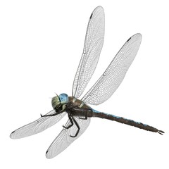 3d rendered paddle tailed darner dragonfly isolated on white background - obrazy, fototapety, plakaty