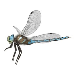 3d rendered paddle tailed darner dragonfly isolated on white background - obrazy, fototapety, plakaty