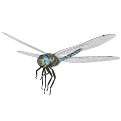 3d rendered paddle tailed darner dragonfly isolated on white background