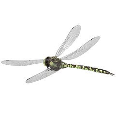 3d rendered southern hawker dragonfly isolated on white background