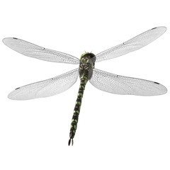 3d rendered southern hawker dragonfly isolated on white background