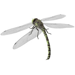 3d rendered southern hawker dragonfly isolated on white background