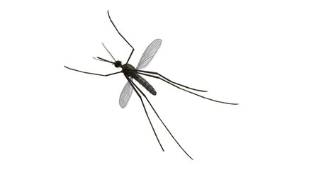 3d rendered common house mosquito isolated on white background