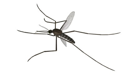 3d rendered common house mosquito isolated on white background
