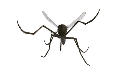 3d rendered common house mosquito isolated on white background