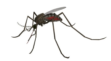 3d rendered common house mosquito isolated on white background