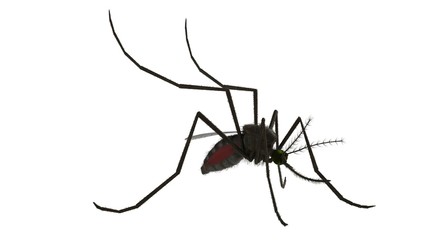 3d rendered common house mosquito isolated on white background