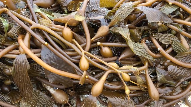 4K HD video zooming out on kelp recently washed up on shore on a sandy beach. sea kelp is a special kind of ocean plant, the largest and the most critical plant to the survival of many sea animals