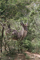 injala bull in south african bush