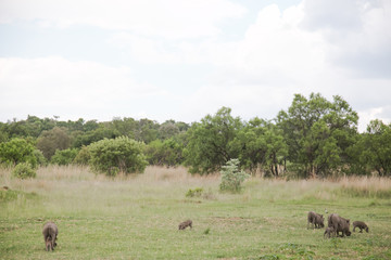 Fototapeta na wymiar group of warthogs grazing