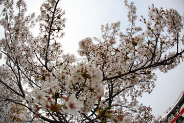 Cherry Blossom… like a snow