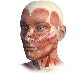Face, head, anatomy digital illustration