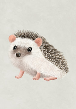 hedgehog digital illustration