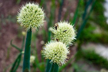 Blooming onions in the garden. Bees collect nectar.