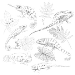 chameleon's Digital sketches