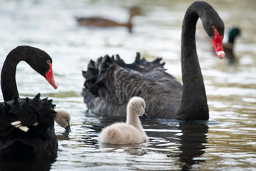 Obraz premium Black swans and fluffy baby swans swimming in the lake