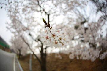 Cherry Blossom… like a snow