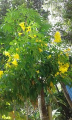 leaves of a tree in spring
