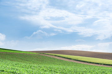 晴れた日の美瑛の丘 / 北海道の観光イメージ