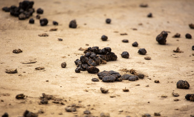 Poop sheep on the ground in a zoo