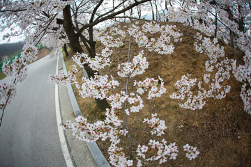 Cherry Blossom&hellip; like a snow