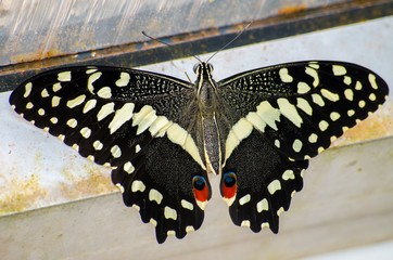 Exotic butterfly by the window