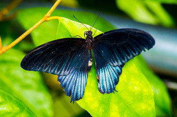 Black and blue papilio lowi zephyria exotic butterfly on a leaf