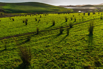 Meadow in the morning light