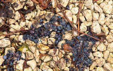 Black grapes on crushed stone in the fall