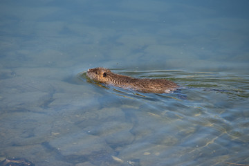 Ragondin en train de nager