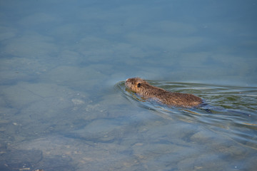 Ragondin en train de nager
