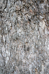 Texture and background of tree bark, old wooden bark crack natural texture, Skin bark of a tree that traces cracking background