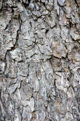 Texture and background of tree bark, old wooden bark crack natural texture, Skin bark of a tree that traces cracking background