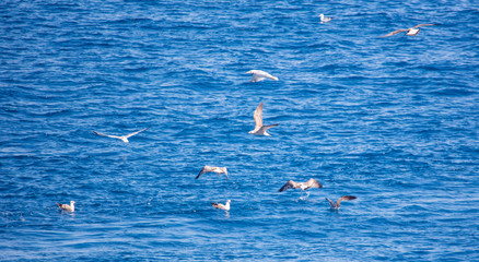Fototapeta na wymiar A flock of seagulls whirls above a fish in the sea