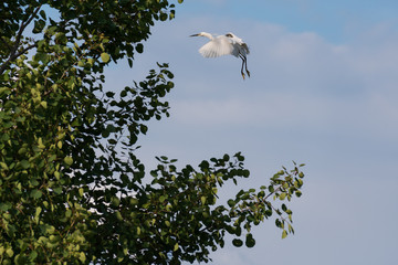 aigrette garzette en train de se poser
