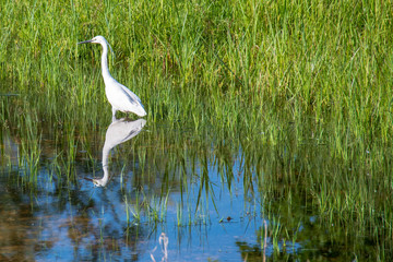 Obraz premium aigrette garzette
