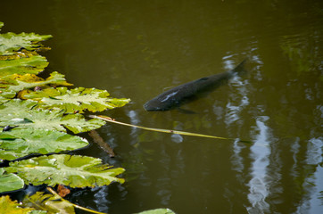 The common carp or European carp (Cyprinus carpio) is a widespread freshwater fish of eutrophic waters in lakes and large rivers in Europe and Asia.