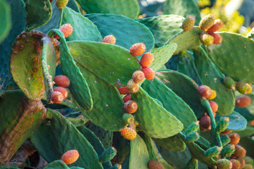 Fruits on a cactus in nature