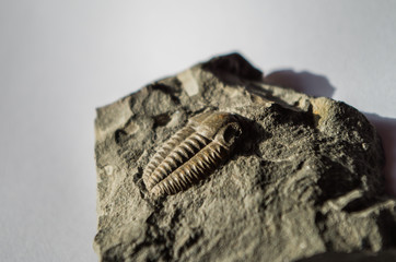 Fossil trilobite in a rock