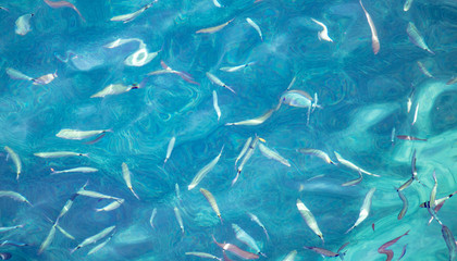 Fish in the blue water of the sea as a background
