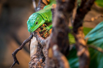 Gastropholis prasina, the green keel-bellied lizard, is a species of lizard belonging to the family Lacertidae.