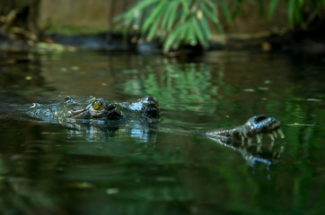 The gharial (Gavialis gangeticus) is a crocodilian in the family Gavialidae, native to sandy freshwater river banks in the plains of the northern part of the Indian subcontinent.