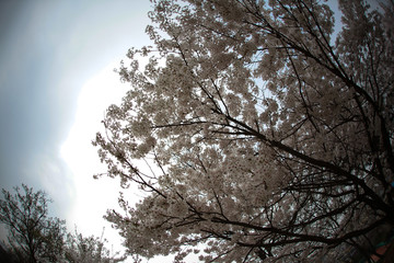 Cherry Blossom… like a snow