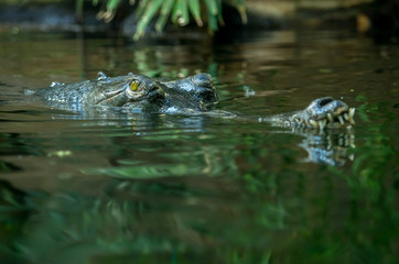 The gharial (Gavialis gangeticus) is a crocodilian in the family Gavialidae, native to sandy freshwater river banks in the plains of the northern part of the Indian subcontinent.