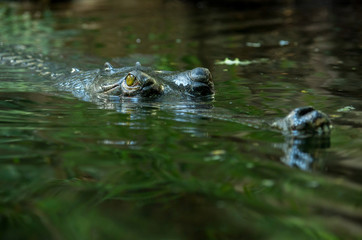 The gharial (Gavialis gangeticus) is a crocodilian in the family Gavialidae, native to sandy freshwater river banks in the plains of the northern part of the Indian subcontinent.