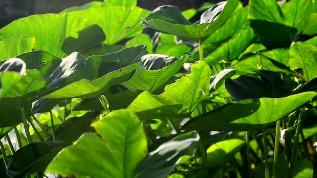 Colocasia esculenta   Elephant Ear Leaf